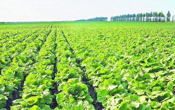 绿色健康，新鲜，安全